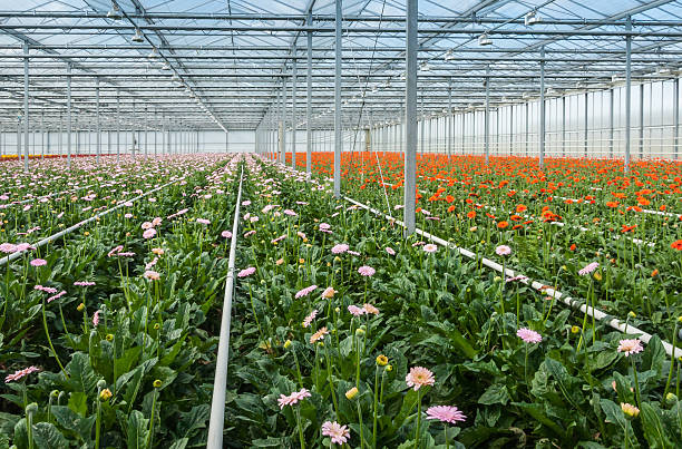 istock Pink and orange flowering gerberas in a modern flower nursery 521702835