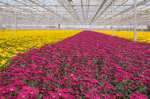 Advanced Dutch greenhouse with colorful Chrysanthemums ready for harvest.