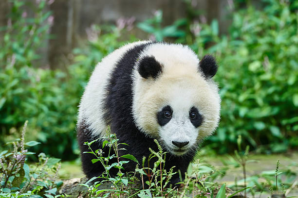 two Panda bears cubs playing Sichuan China