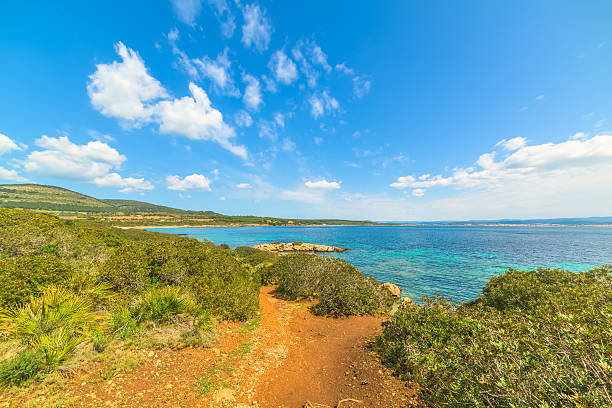 istock green plants by the sea in Alghero 521703080