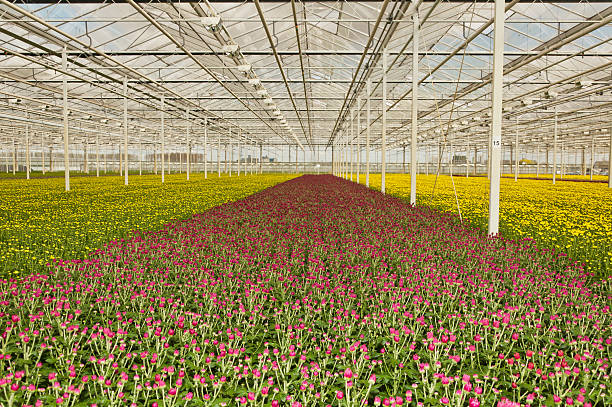 istock Colorful budding chrysanthemums in a flower nursery 521703231