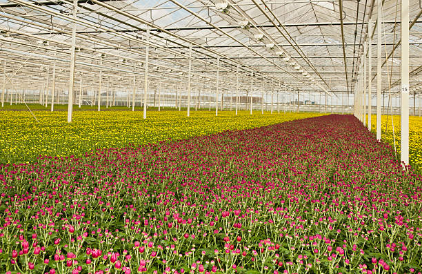 istock Colorful budding chrysanthemums in a flower nursery 521703239