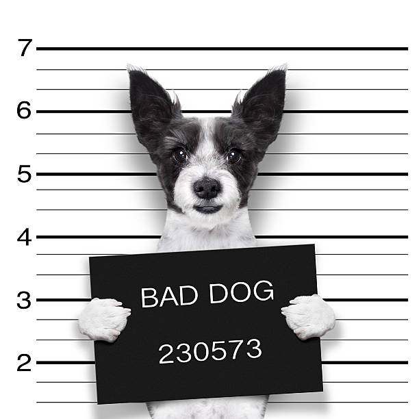 mugshot pies - mug shot arrest blackboard prison zdjęcia i obrazy z banku zdjęć