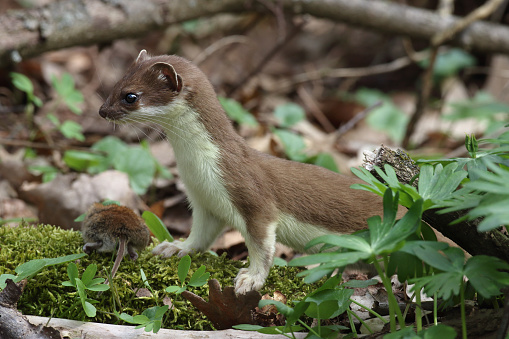 Stoat (Mustela erminea) with mouse