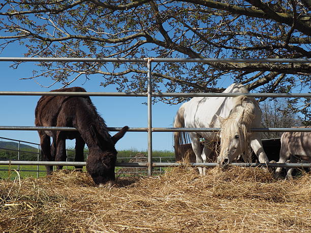 istock donmar, horse and mule 521705550