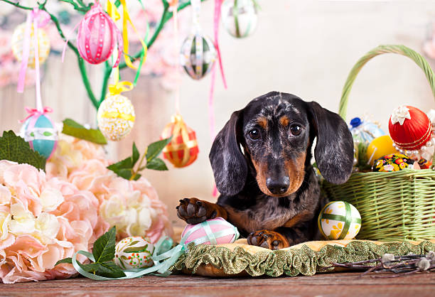 Dachshund rabbit and Easter eggs Dachshund rabbit and Easter eggs breed eggs stock pictures, royalty-free photos & images