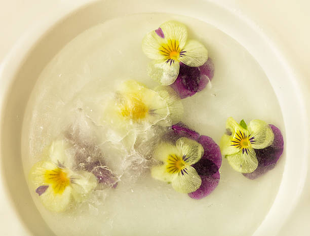 istock Violet flowers in frozen water 521707404