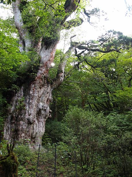 istock Jomonsugi,Yakushima/Kagoshima,Japan 521707444