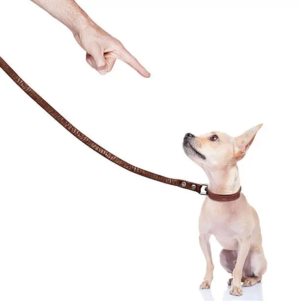 chihuahua dog ready for a walk with owner , punished by the owner
