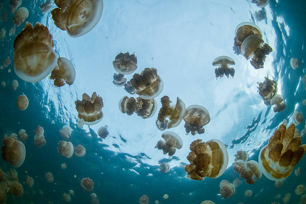 meduzy jezioro, skała wyspy-palau - white spotted jellyfish obrazy zdjęcia i obrazy z banku zdjęć