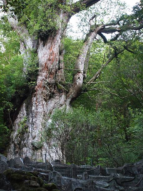 istock Jomonsugi,Yakushima/Kagoshima,Japan 521707688