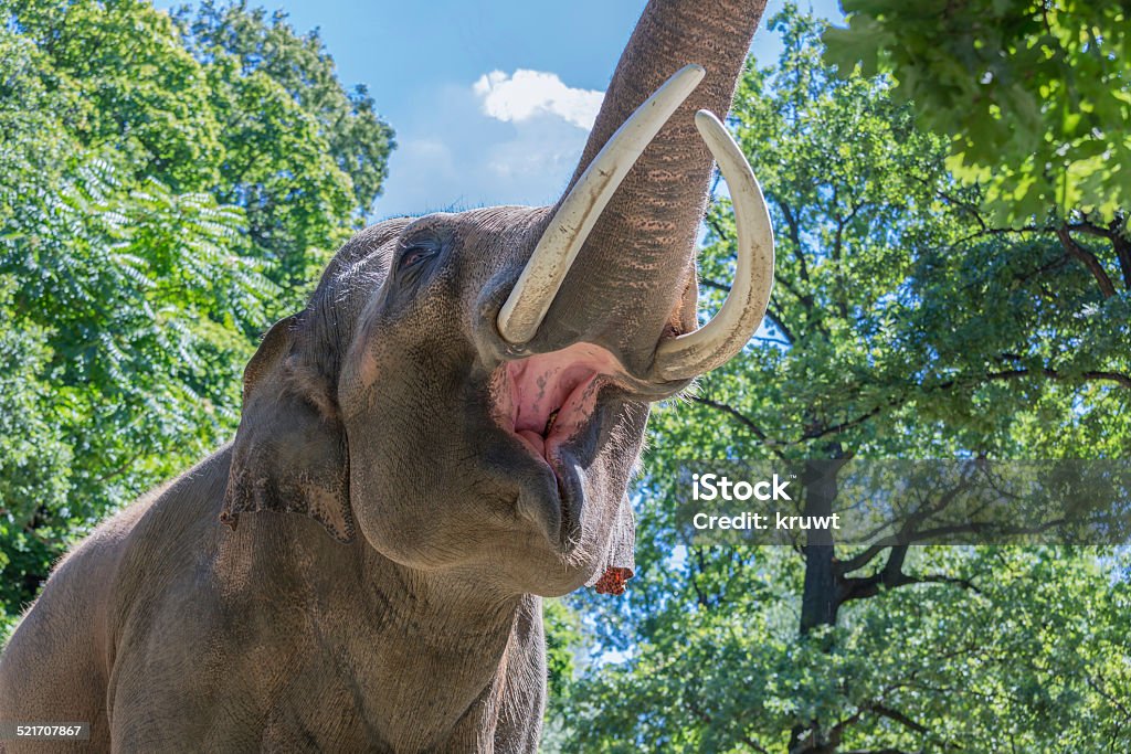 Elephant picking leafs from a tree with his trunk Big elephant picking leafs from a tree with his trunk Africa Stock Photo