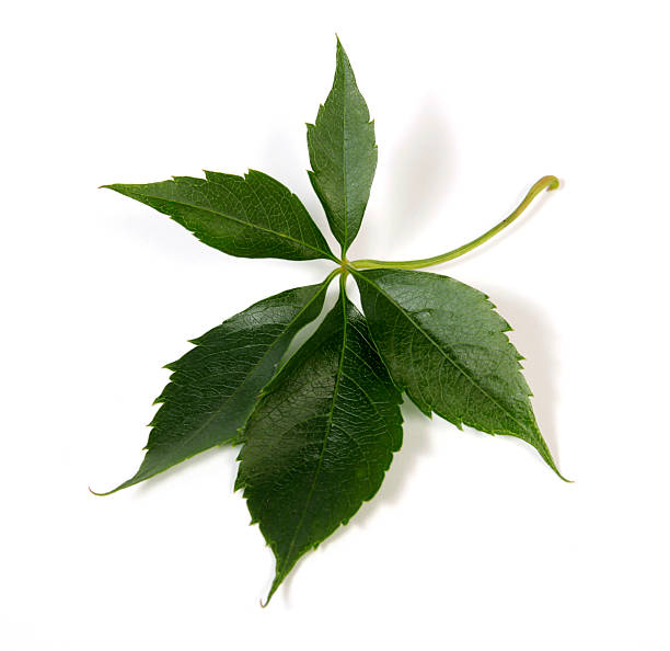 Leaf of bindweed stock photo