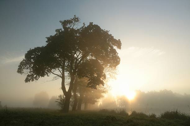istock Maple trees on a foggy autumn morning 521708221