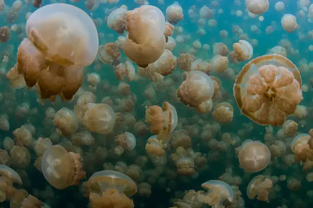 Jellyfish Lake or Ongeim'l Tketau as it is called in Palauan, is one of approximately 70 marine lakes scattered throughout the stunning limestone Rock Islands of the southern portion of the main Palau archipelago.