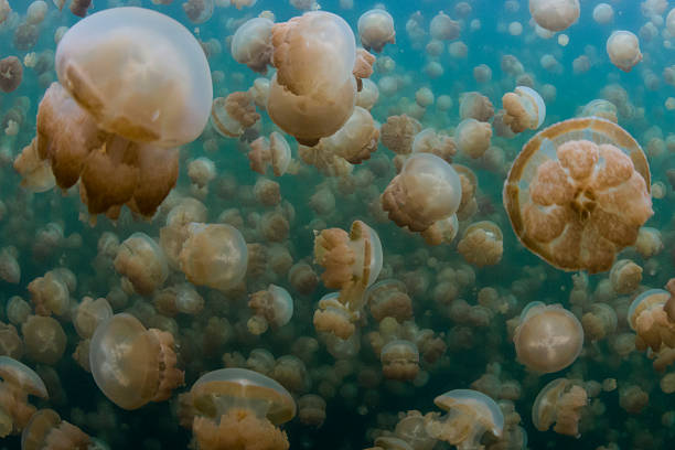 medusa lago, ilhas rock-palau - white spotted jellyfish imagens e fotografias de stock