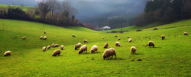 panorama de ovinos pastando - pastor de ovelhas - fotografias e filmes do acervo