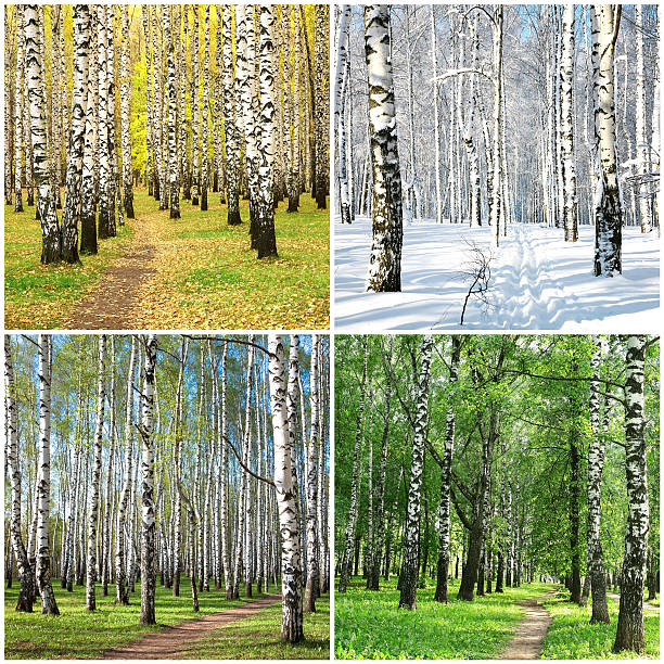 Four seasons collage row of birch trees Four seasons collage row of birch trees birch gold group reviews website stock pictures, royalty-free photos & images
