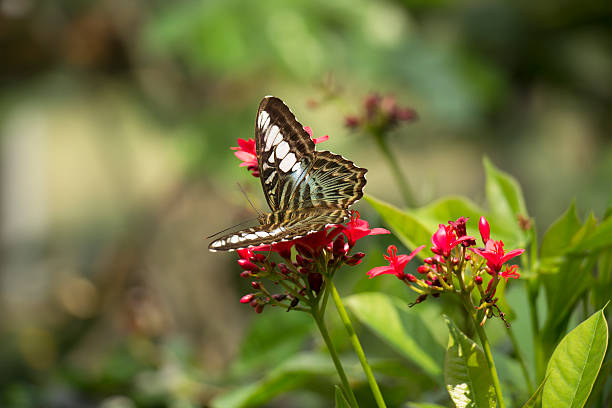 istock Butterfly and Red Flowers 521708402