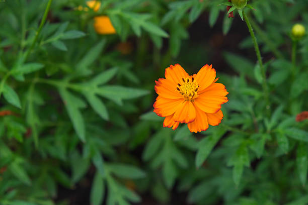 istock Beautiful orange flower among nature 521708442