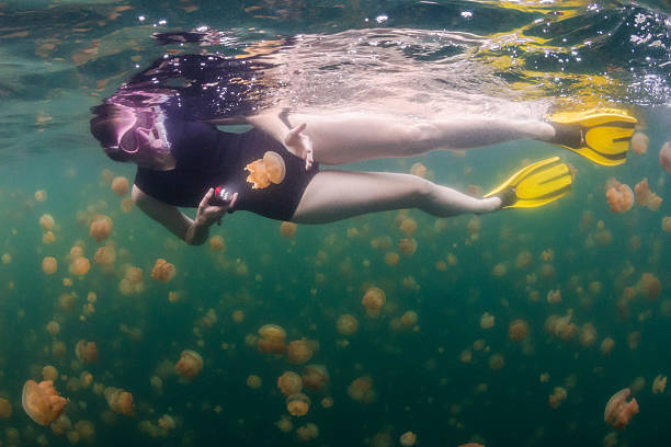 meduzy jezioro, skała wyspy-palau - white spotted jellyfish obrazy zdjęcia i obrazy z banku zdjęć