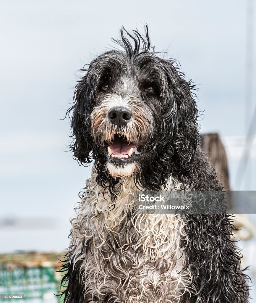 Portuguese Water Dog Soaking Wet Portrait Close-up portrait of a well-behaved adult Portuguese Water Dog - soaking wet and somewhat bedraggled after a recent coastal bay swim - sitting on a pier in Nova Scotia, Canada. Portuguese Water Dog Stock Photo