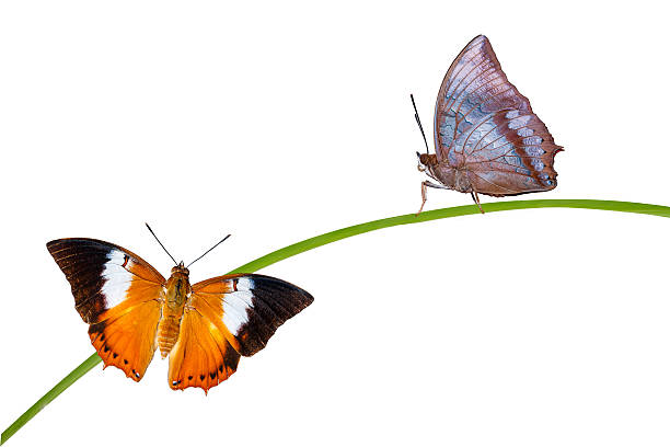 istock Isolated Tawny Rajah butterfly on white 521708746