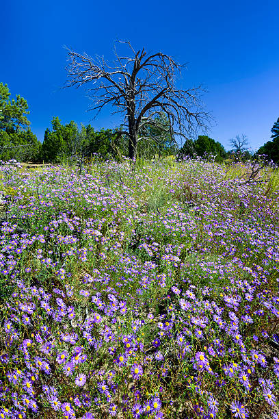 Field of Purple Asters
