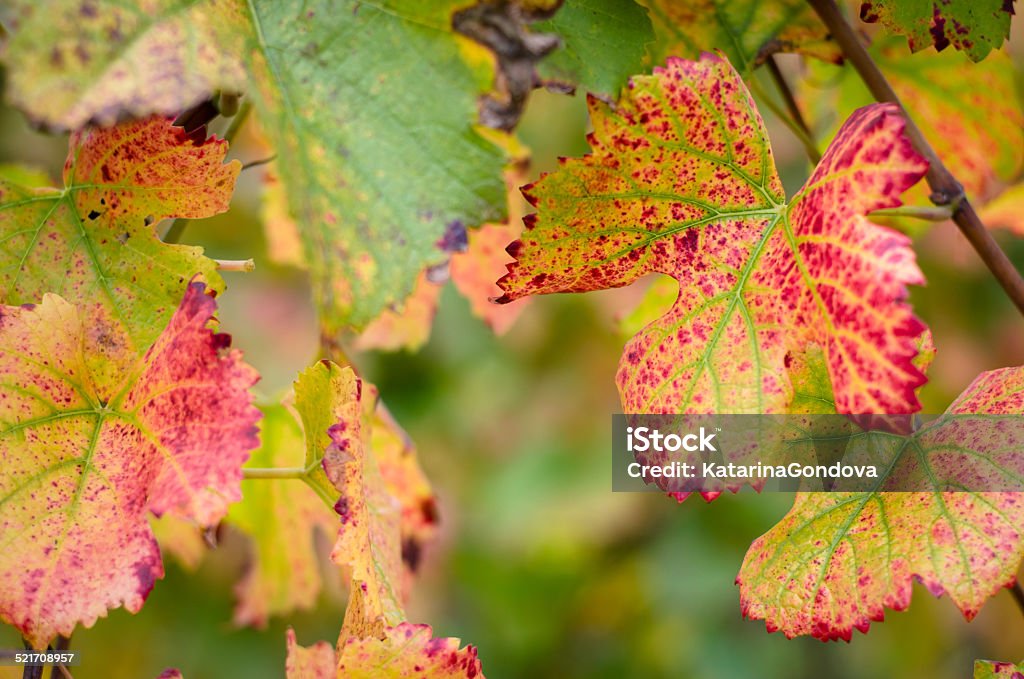 colorful vine leaves colorful vine leaves in the vineyard in autumn time Autumn Stock Photo