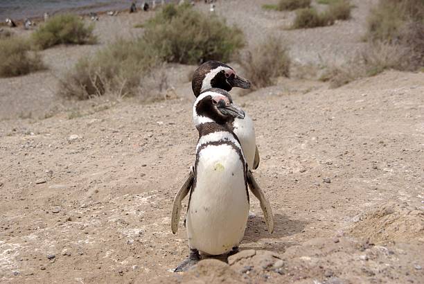 istock Magellanic penguins in Patagonia 521709257
