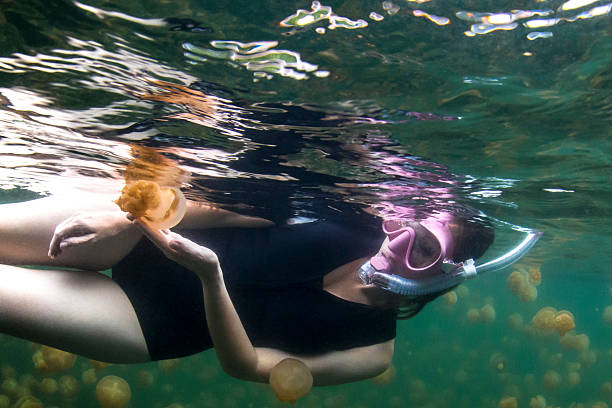 istock Jellyfish Lake, Rock Islands - Palau 521709342