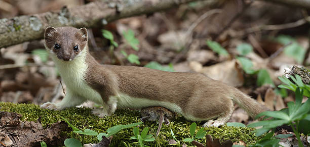 Stoat (Mustela erminea) with mouse Stoat (Mustela erminea) with mouse stoat mustela erminea stock pictures, royalty-free photos & images