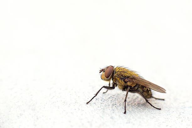 istock Close up of a fly 521709404