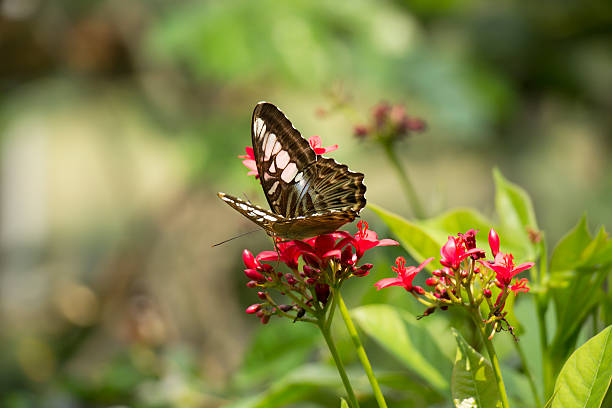istock Butterfly and Red Flowers 521709572