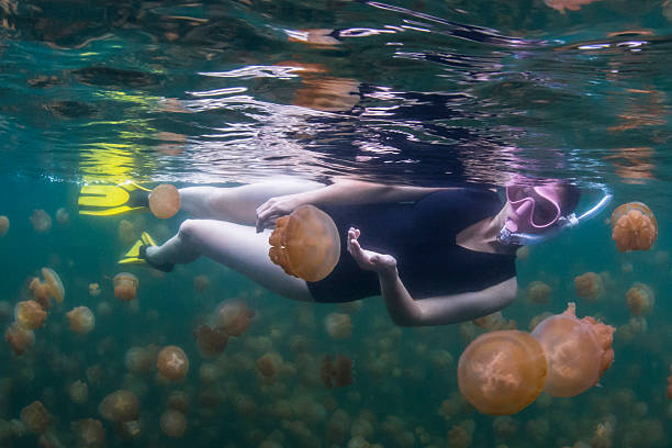 meduzy jezioro, skała wyspy-palau - white spotted jellyfish zdjęcia i obrazy z banku zdjęć