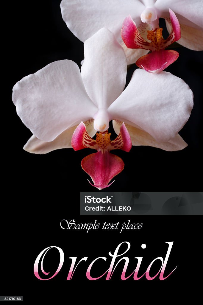 Postcard flowers white orchid isolated on black Postcard flowers white orchid isolated on black background. macro. Vertical Beauty Stock Photo