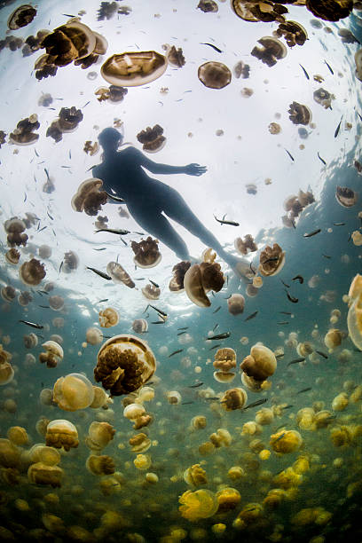 medusa lago, islas rocosas de palaos - white spotted jellyfish fotos fotografías e imágenes de stock