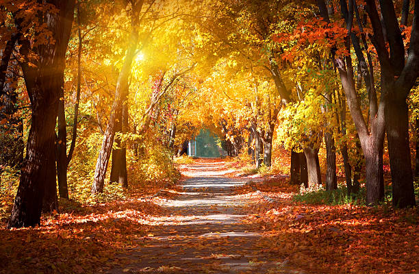 Alley in the autumn park