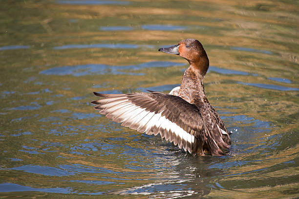 istock Madagascan Pochard Duck 521711683