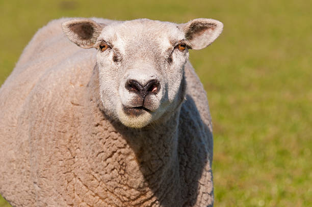 istock Portrait of a staring sheep in sunlight 521711917