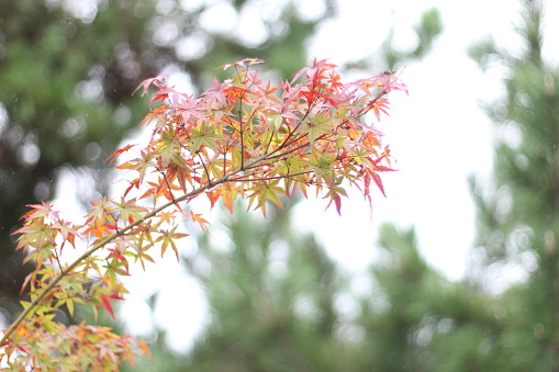 Oct 2014, Arashiyama Kyoto: Autumn leaves against green leaves, a big contrast