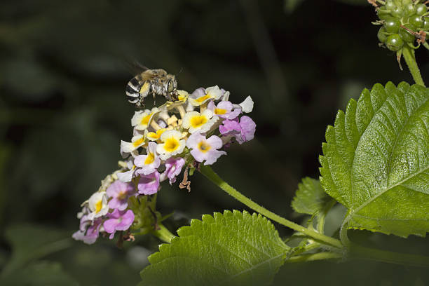 istock The southeastern blueberry bee, Habropoda laboriosa 521712567