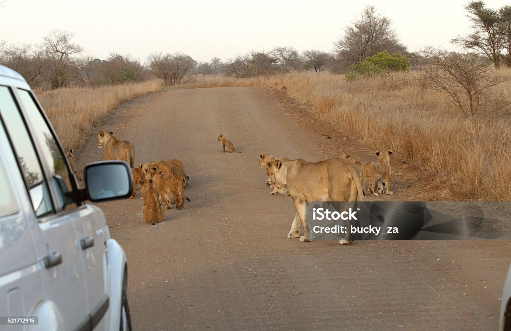 pride of lions, walking down road, cub , defocused vehicle safari pride of lions, walking down road, cub in foreground, defocused behind the cub. Kruger National Park Stock Photo