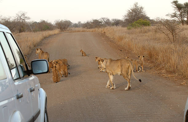 grupo enorme de leões, caminhando na estrada, cub, defocused veículo de safári - lions tooth - fotografias e filmes do acervo
