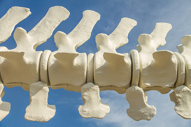 Vertebrae of Blue Whale Skeleton