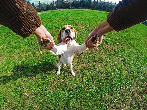 dançando com o meu melhor amigo - pets grass scenics dog - fotografias e filmes do acervo