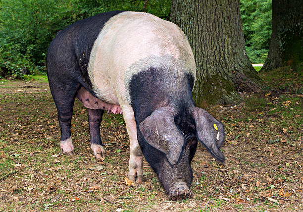 istock Saddleback Pig in the New Forest Woodland 521713973