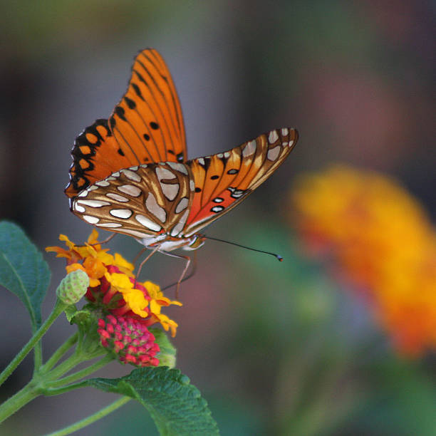 Gulf Fritillary Butterfly on Lantana Flowers stock photo