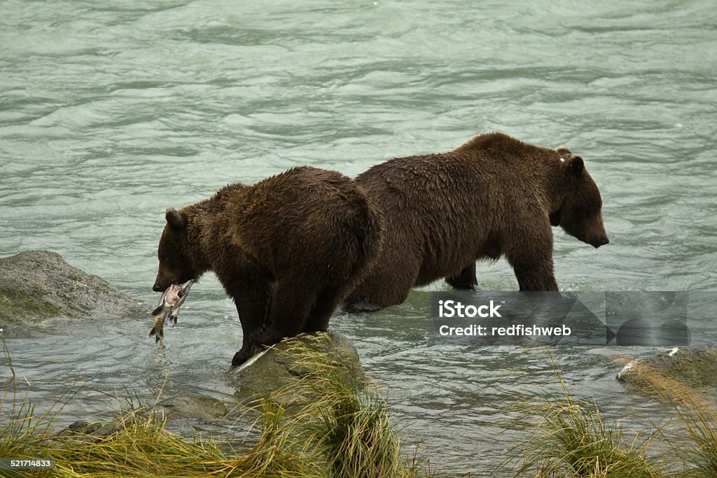 Young Alaskan Brown Bears aprender a disfrutar de salmón - Foto de stock de Aire libre libre de derechos