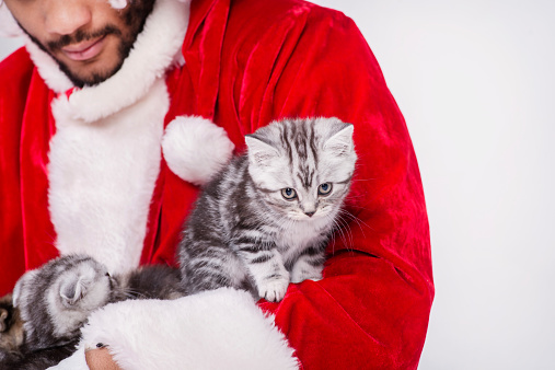 Christmas kittens from Santa Claus. African Santa Claus holding a three kittens while sitting on an isolated white background on Christmas Eve at New year